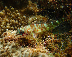 Blackfin Triplefin photo 1