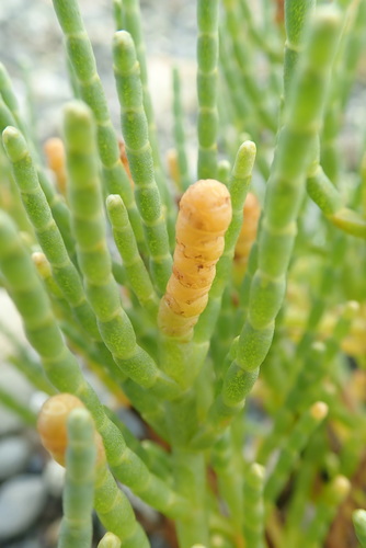 Western Pickleweed