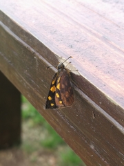 Metisella metis
