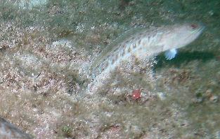 Trachinus draco