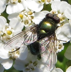 Pyrellia vivida