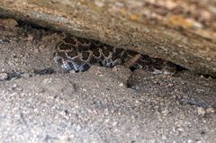 Crotalus oreganus