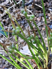Zephyranthes chlorosolen