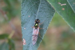 Sargus bipunctatus