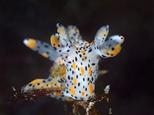 Winged Thecacera, Oosterschelde, Zeeuwse meren, 158_13_400, NL, photo 6 of 10