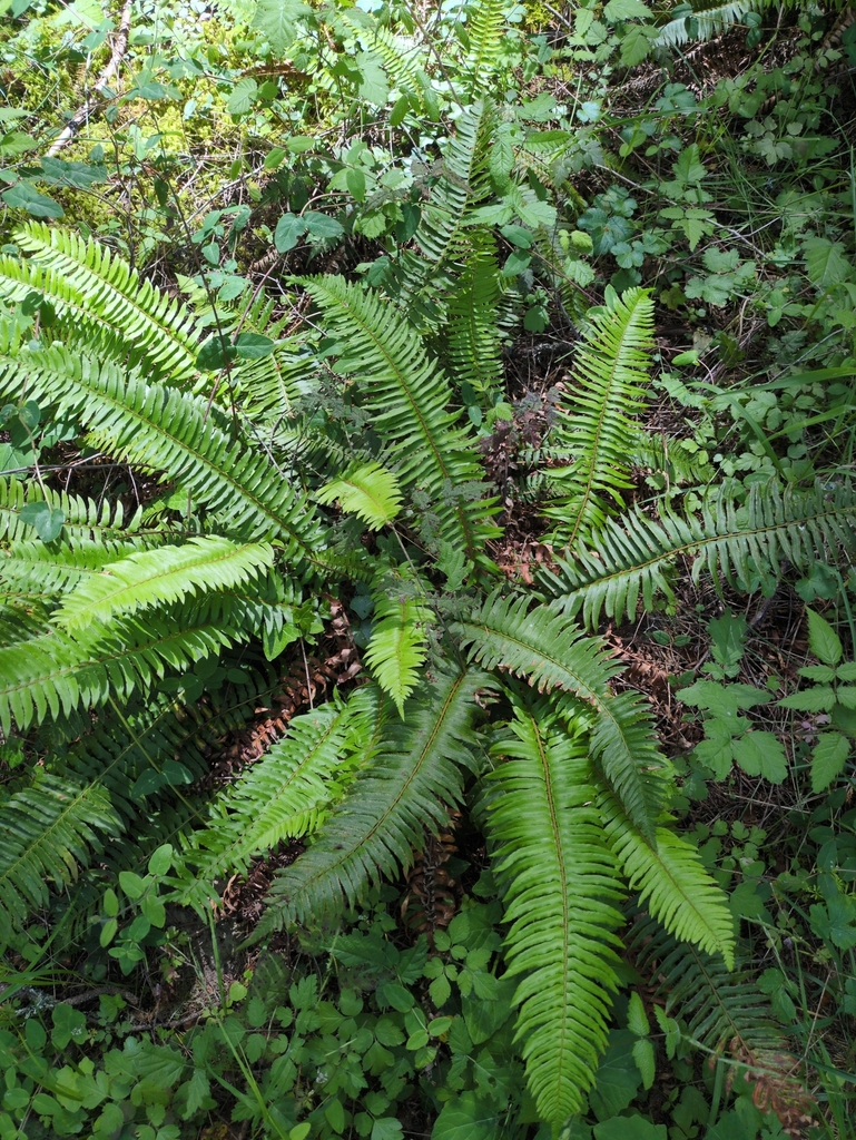 Pteridophyta