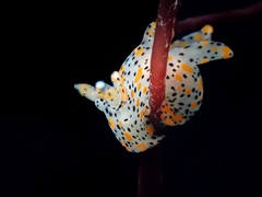 Thecacera pennigera