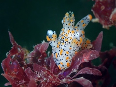 Thecacera pennigera