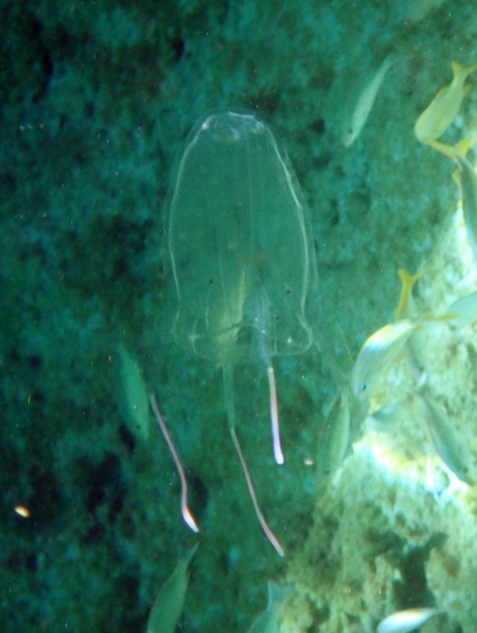 Alatina alata (Reynaud, 1830)