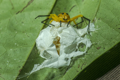 Platythomisus xiandao