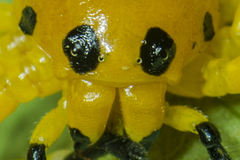 Platythomisus xiandao