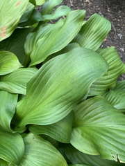 Hosta sieboldiana