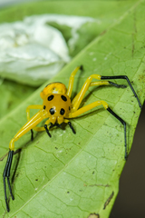 Platythomisus xiandao