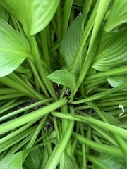 Hosta sieboldiana