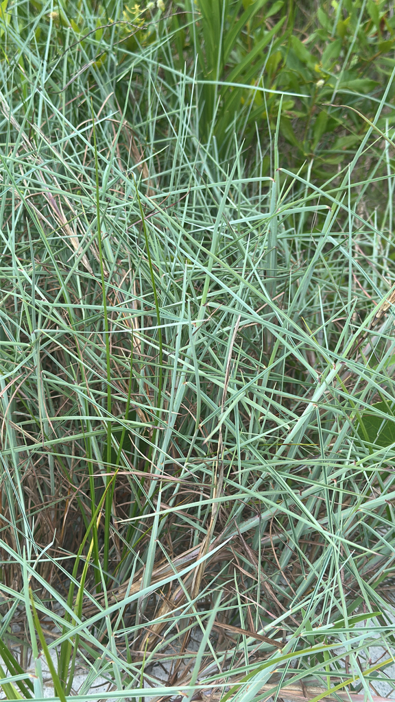 Poaceae