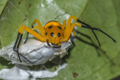 Platythomisus xiandao