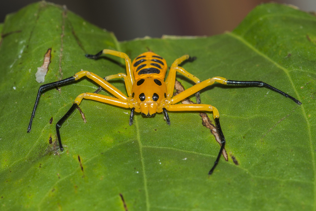 Platythomisini