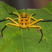 Spiders - Photo (c) Vijay Anand Ismavel, some rights reserved (CC BY-NC-SA), uploaded by Vijay Anand Ismavel