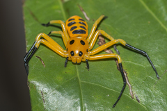 Platythomisus xiandao