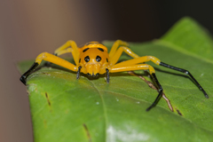 Platythomisus xiandao