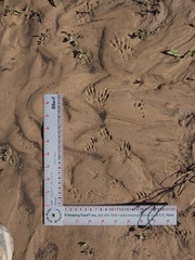 Cynomys gunnisoni
