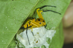 Platythomisus xiandao