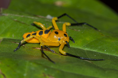 Platythomisus xiandao