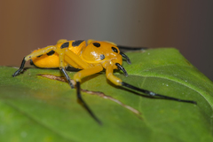 Platythomisus xiandao