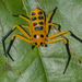 עכבישניים - Photo (c) Vijay Anand Ismavel,  זכויות יוצרים חלקיות (CC BY-NC-SA), uploaded by Dr. Vijay Anand Ismavel MS MCh