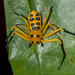 Flat Crabspiders - Photo (c) Vijay Anand Ismavel, some rights reserved (CC BY-NC-SA)