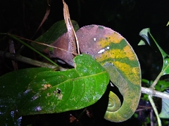 Calumma oshaughnessyi