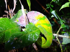 Calumma oshaughnessyi