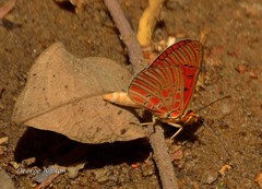Acraea atolmis