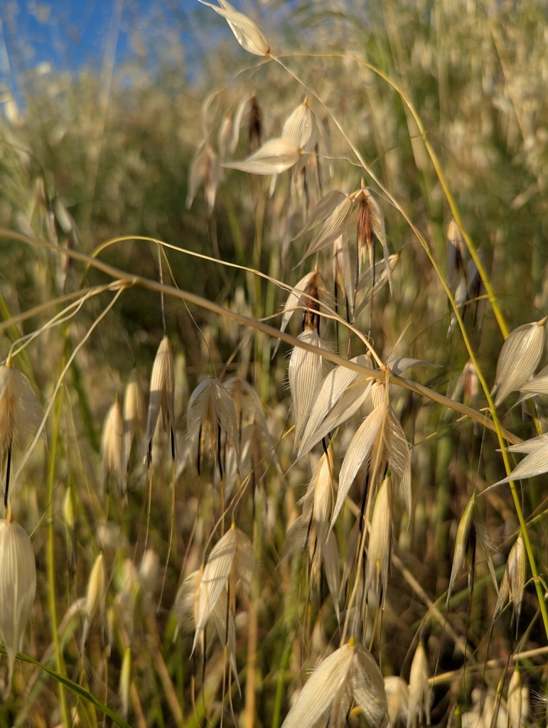 Avena sativa
