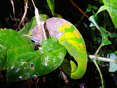 Calumma oshaughnessyi