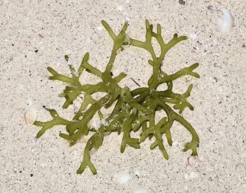 Codium taylorii observed 2025-05-21