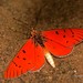 Mariposas Patas de Cepillo - Photo (c) George Wilson, algunos derechos reservados (CC BY-NC), uploaded by George Wilson