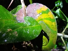 Calumma oshaughnessyi