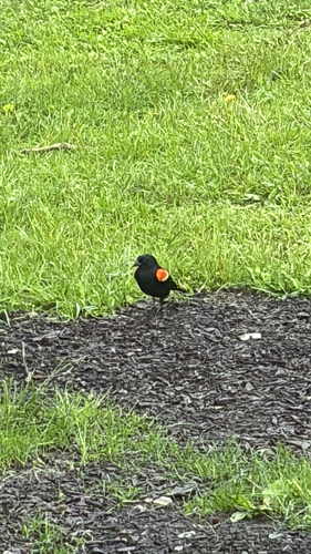 Red-winged Blackbird