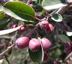 Cotoneaster nefedovii