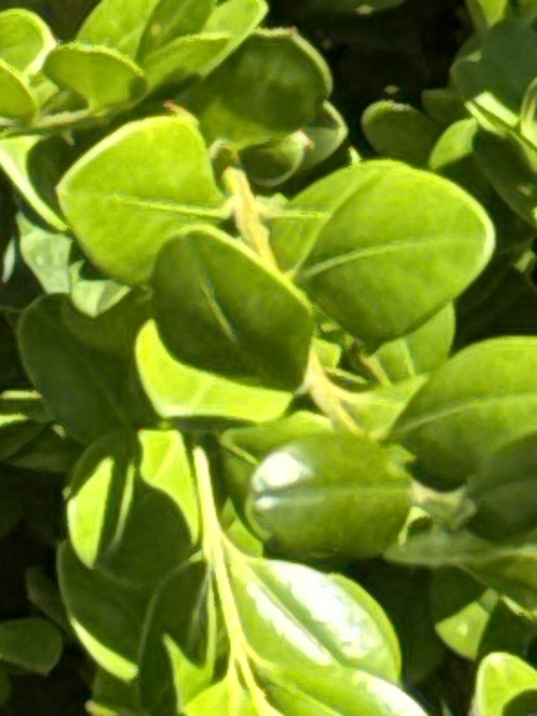 Buxus