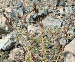 Carex phaeocephala