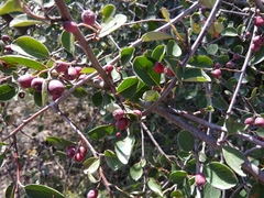 Cotoneaster nefedovii