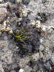 Psilophycus alveatus