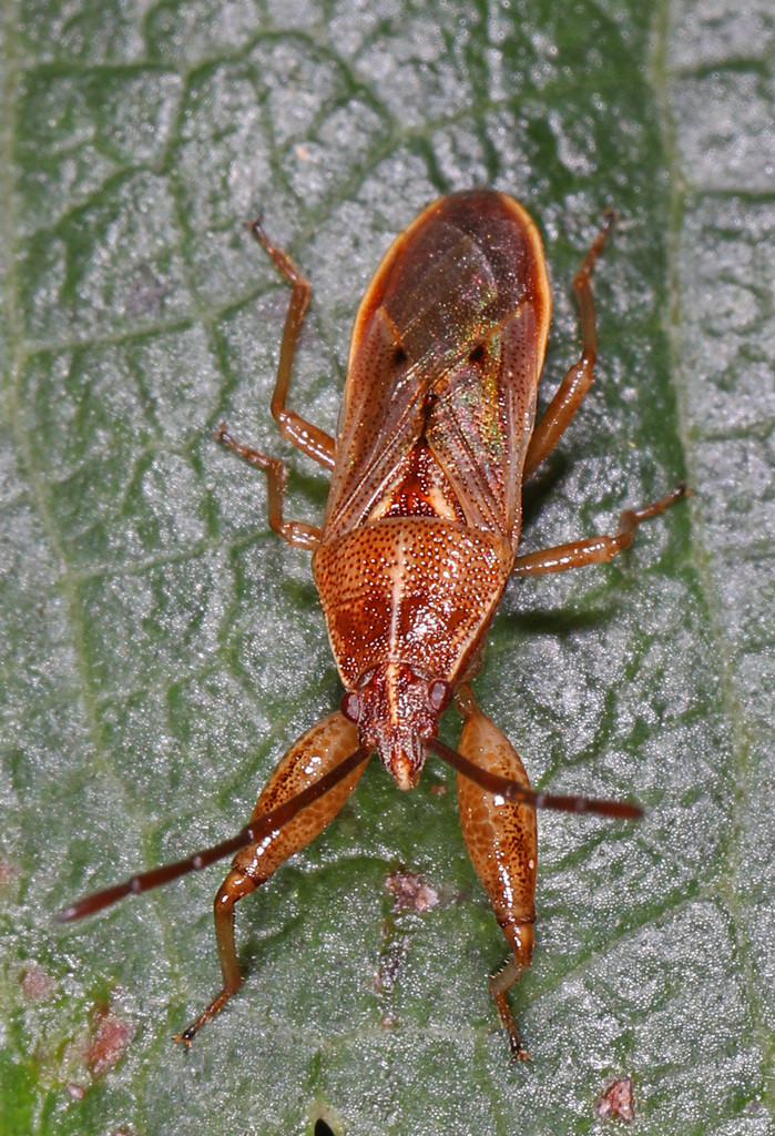 Oedancala crassimana