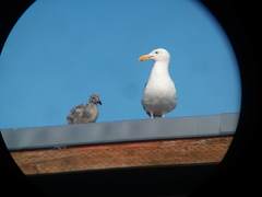 Larus glaucescens × occidentalis