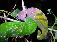 Calumma oshaughnessyi