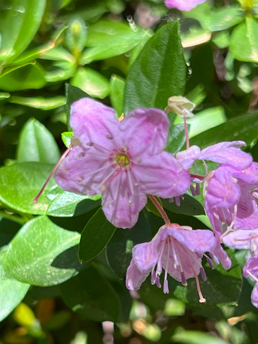 North Umpqua kalmiopsis (Kalmiopsis fragrans)