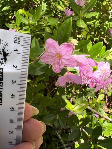Kalmiopsis fragrans, photograph 6