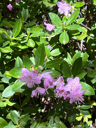 Kalmiopsis fragrans, photograph 5
